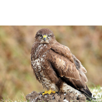 گونه سارگپه استپی Common Buzzard